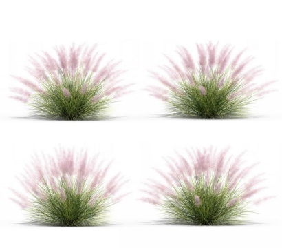 四款3D渲染的乱子草三芒草园艺绿植观赏植物305675免抠图片素材