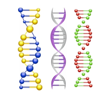3款水晶风格的DNA双螺旋结构示意图9383102图片免抠素材