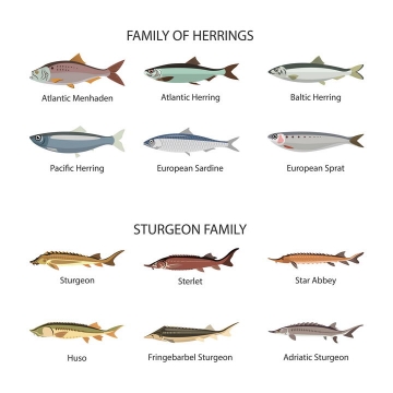 12款各种鱼类食用鱼侧视图免抠矢量图片素材