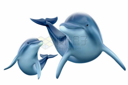 海豚妈妈和小海豚海洋哺乳动物8595024矢量图片免抠素材