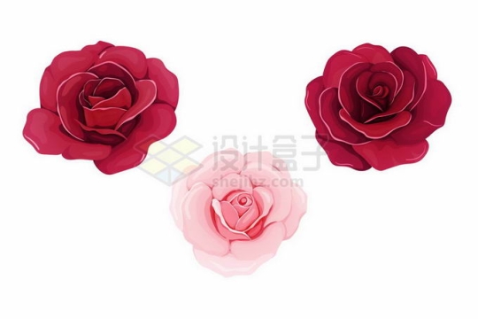 盛开的大红色和粉红色玫瑰花4046434矢量图片免抠素材