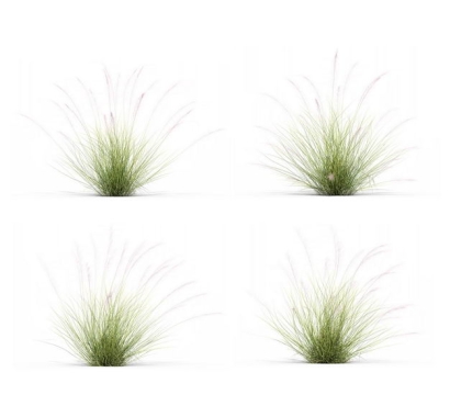 四款3D渲染的针茅野草园艺绿植观赏植物717699免抠图片素材
