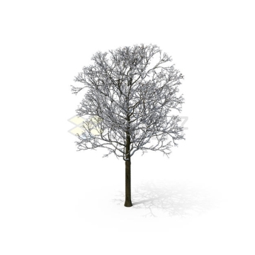 冬天里的一棵大树掉光了叶子9807497PSD免抠图片素材