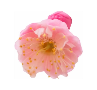 一朵宫粉梅粉红色梅花花卉花朵2122906png图片免抠素材