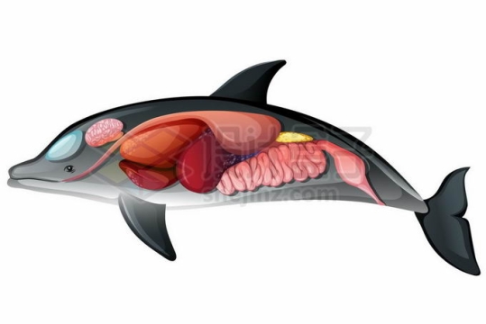 海豚虎鲸内脏器官解剖图3506908矢量图片免抠素材免费下载