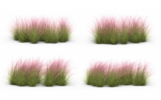 四款3D渲染的细茎针茅野草草丛园艺绿植观赏植物764099免抠图片素材