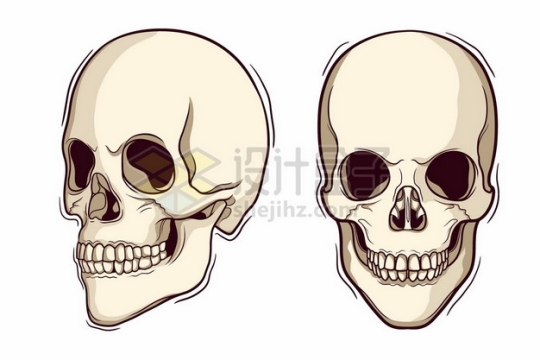 2个不同角度的骷髅头人体头盖骨4490773矢量图片免抠素材