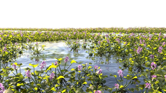 一望无际沼泽湿地中开花的凤眼蓝风景8915564PSD免抠图片素材