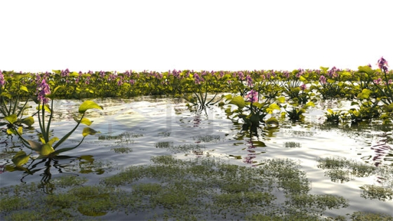 一望无际沼泽湿地中开花的凤眼蓝和水草风景4677354PSD免抠图片素材
