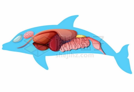 蓝色海豚虎鲸内脏器官解剖图6928375矢量图片免抠素材免费下载