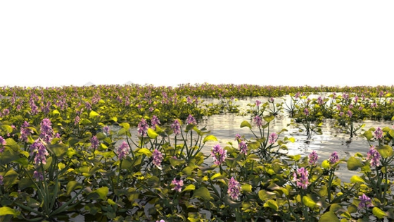 湖水沼泽湿地中开花的凤眼蓝风景8012376PSD免抠图片素材