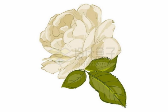 盛开的白色蔷薇花月季花和绿叶装饰手绘风格5119454矢量图片免抠素材