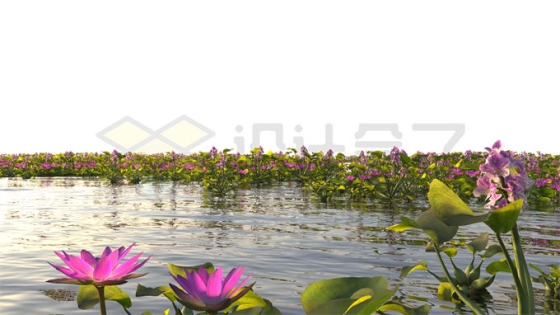 河流湖水沼泽湿地中开花的凤眼蓝莲花风景2531371PSD免抠图片素材