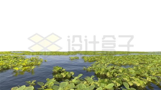 河流湖水沼泽湿地中的凤眼蓝莲花风景6936855PSD免抠图片素材