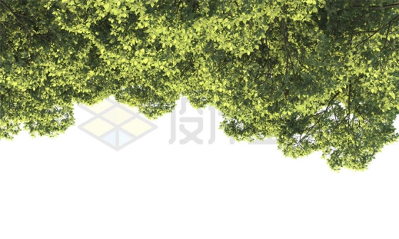 夏天茂盛的大树树冠层5365473PSD免抠图片素材