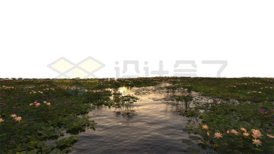河流湖水沼泽湿地中开花的莲花水生植物风景1595880PSD免抠图片素材