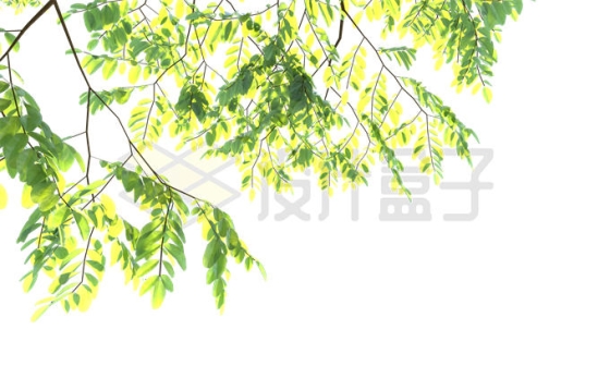 夏天的铁刀木大树树冠层树枝7711087PSD免抠图片素材