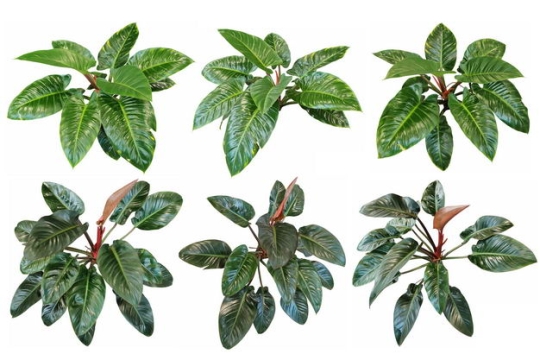 六款3D渲染的红苞喜林芋盆栽绿植观赏植物637611免抠图片素材