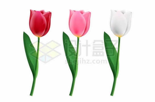 红色粉色白色郁金香花朵鲜花9446327矢量图片免抠素材