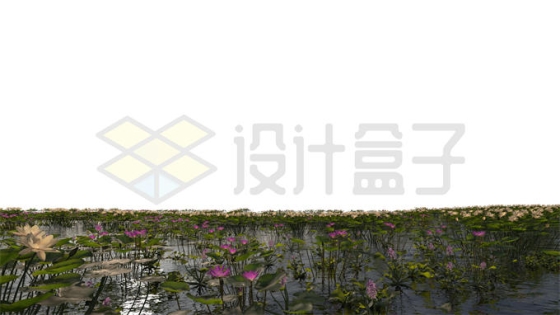 河流湖水沼泽湿地中开花的莲花水生植物风景5024906PSD免抠图片素材
