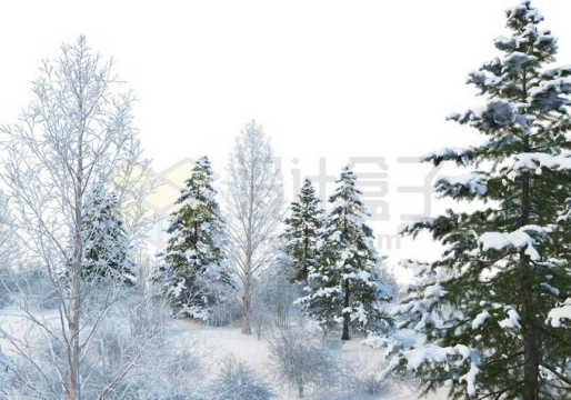 冬天东北大兴安岭大雪覆盖的森林树林雪景风景4789642免抠图片素材