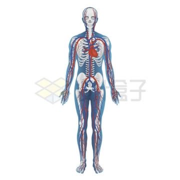 带人体图案人体骨骼和血液循环系统示意图5425842矢量图片免抠素材