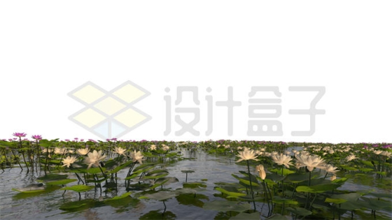 河流湖水沼泽湿地中开花的白色莲花水生植物风景5084956PSD免抠图片素材