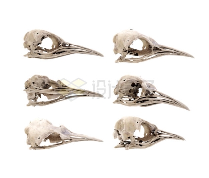 6款鸟类的头骨化石2657290PSD免抠图片素材