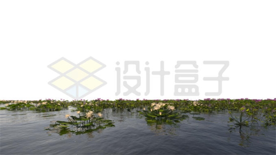 河流湖水沼泽湿地中开花的白色莲花水生植物风景6118612PSD免抠图片素材