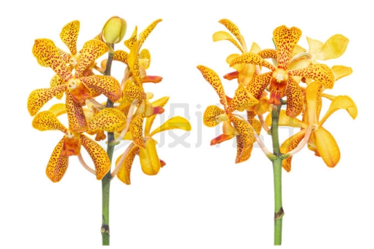 盛开的火焰兰带斑点黄色花朵2942332PSD免抠图片素材