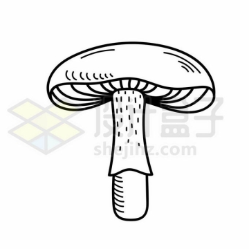 一株蘑菇线条简笔画1829272矢量图片免抠素材
