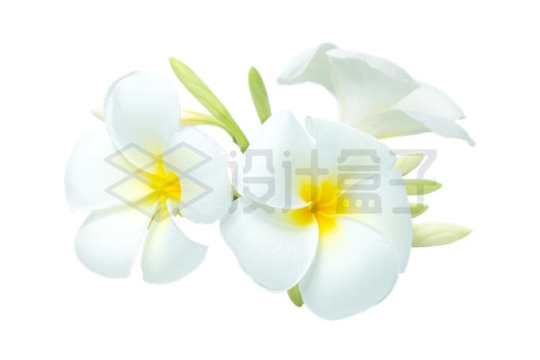 盛开的鸡蛋花白色花朵2768725PSD免抠图片素材