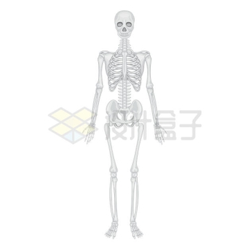 人体骨骼系统示意图6036154矢量图片免抠素材