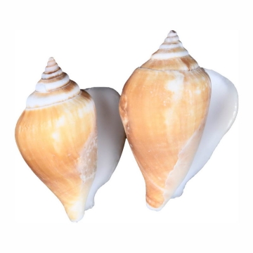 2个海螺海鲜贝壳唐冠螺饴色鬘螺沟纹鬘螺8305269png图片免抠素材