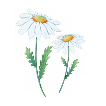 两朵盛开的白色野菊花4310033矢量图片免抠素材免费下载