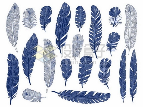 各种蓝色线条羽毛鸟毛png图片素材