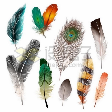 各种绚丽的鸟类羽毛孔雀羽毛png图片素材