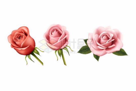红色的玫瑰花和月季花美丽花朵9402308矢量图片免抠素材