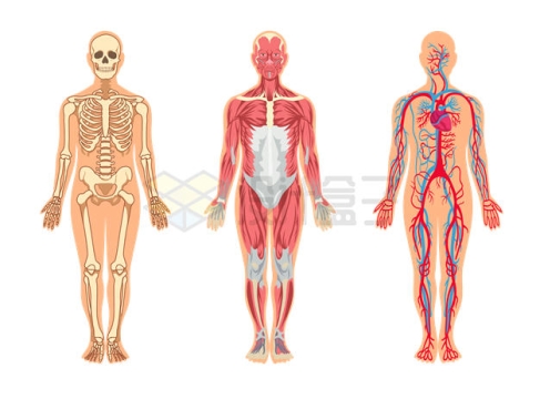 人体骨骼肌肉组织和血液循环系统人体结构解剖图3591697矢量图片免抠素材