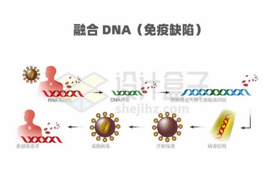 融合DNA免疫缺陷示意图3183004矢量图片免抠素材