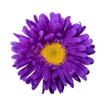 一朵盛开的紫色菊花美丽花朵5218026PSD免抠图片素材