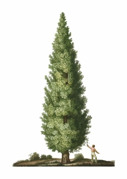 彩绘风格高大的水杉树红杉树参天大树png图片免抠矢量素材