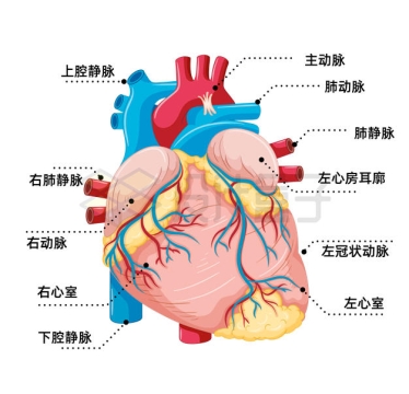 心脏模型讲解图图片