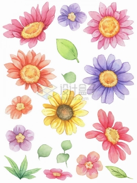向日葵荷兰菊花朵鲜花水彩插画png图片素材