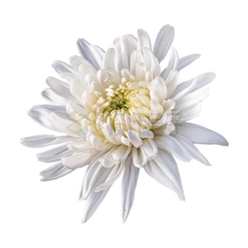 一朵盛开的白色菊花美丽花朵1334922PSD免抠图片素材