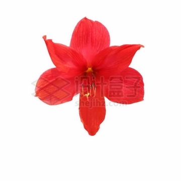 盛开的红色花朵朱顶红8053725矢量图片免抠素材