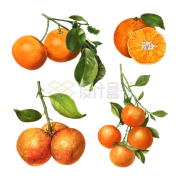4款枝头上的橘子美味水果9659269矢量图片免抠素材