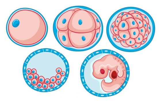 受精卵细胞分裂发育成胚胎的过程图片免抠素材