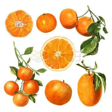 各种橘子美味水果6473384矢量图片免抠素材