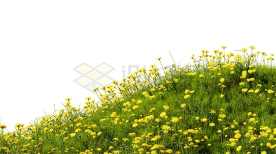 小山坡青草地上的各种黄色小野花2516223PSD免抠图片素材